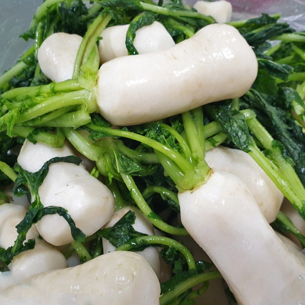 아삭단단 고랭지 절임알타리 (쿠팡 안내일과 실제 출고일이 다를 수 있음) 64,400원