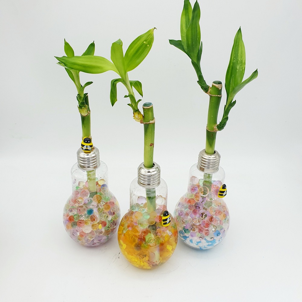 [라온에듀케이션]전구병테라리움(개운죽)5인 16,500원