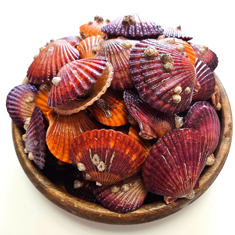 통영둥이네수산 세척 선별 통영 제철 비단 홍 가리비 3kg (초장증정) 13,350원