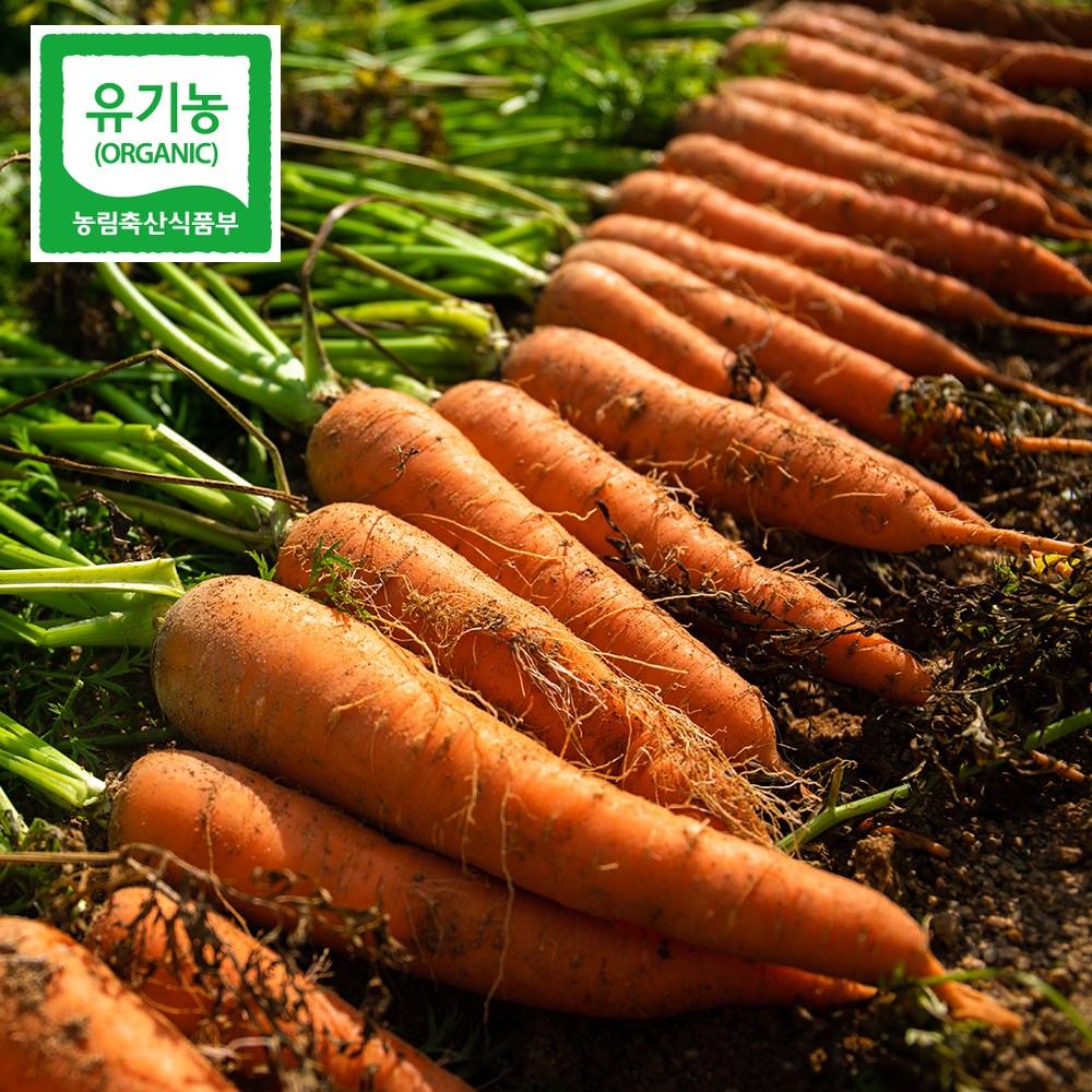 친환경 유기농 당근 정품 국내산 이유식, 1개, 3kg 29,900원