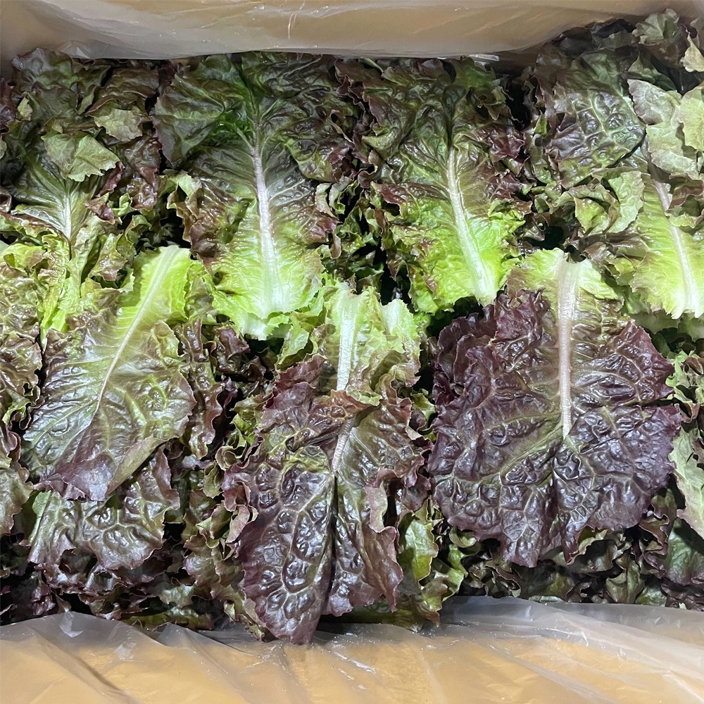 국내산 쌈채소 적상추(특) 4kg 12,900원