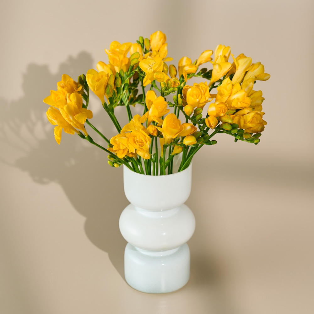 [로켓프레시] 농업회사법인 주식회사 코코도르팜 생화 프리지아 대용량 절화 30대, 혼합색상 19,800원