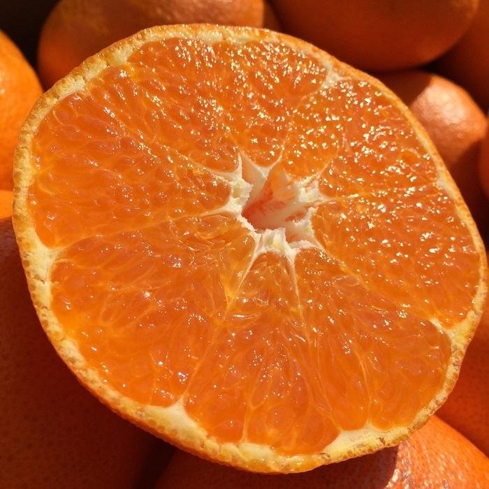 [당도보장] 맛없으면 무료반품 제주 타이벡 감귤 17,800원