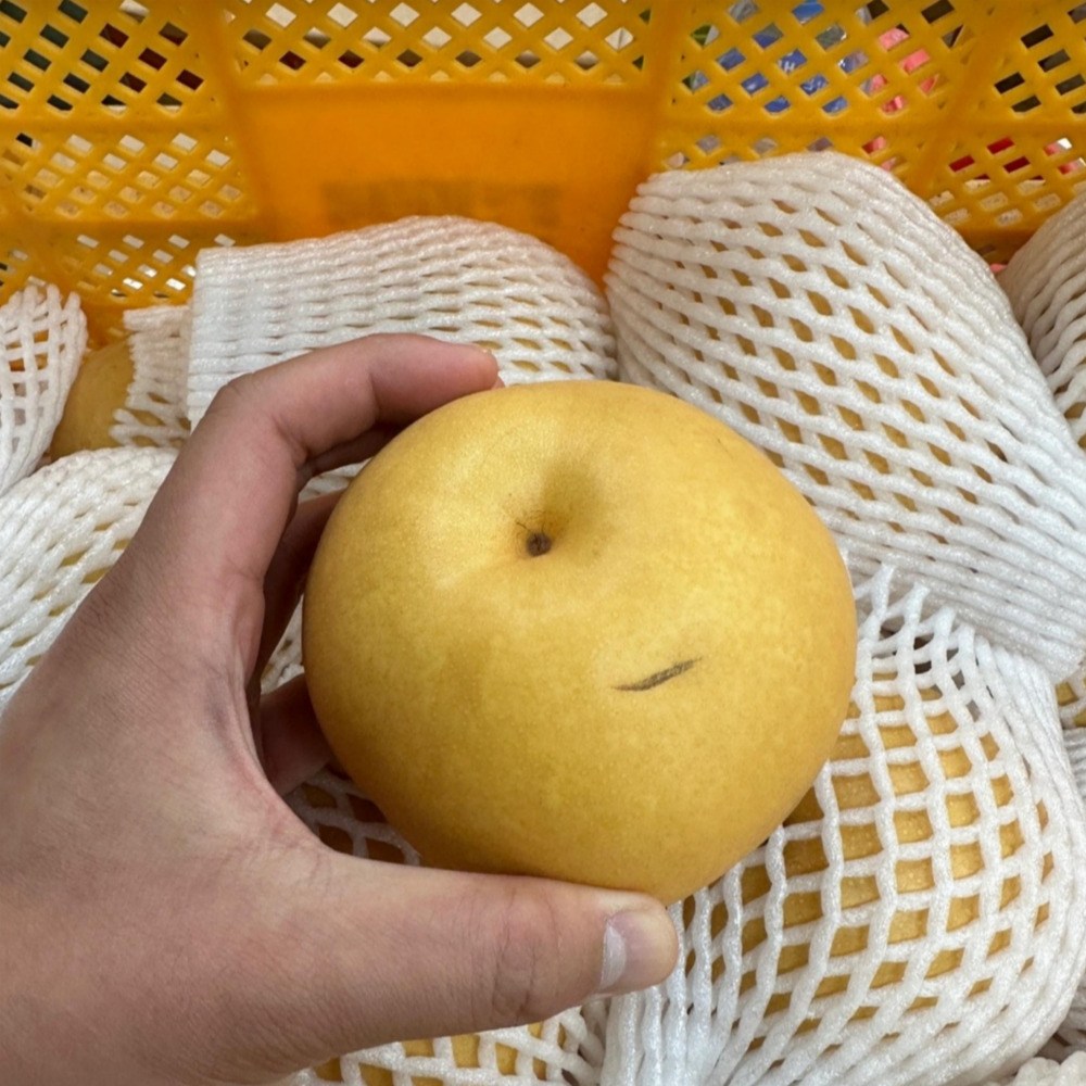 손품정 나주배 선물세트 20,800원