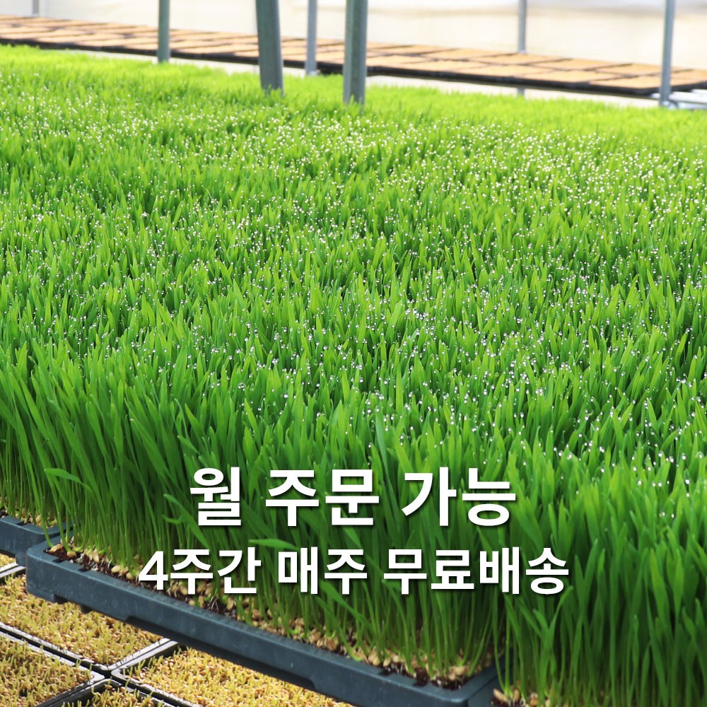 대관령청정농원 밀싹 보리싹 새싹보리 밀순 월주문 월배송 월회원 220,000원
