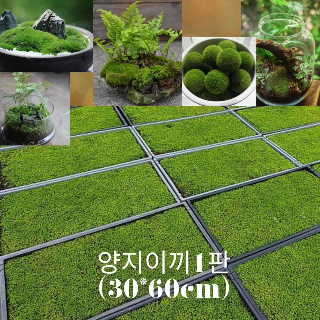 양지이끼(서리이끼)  1판/ 30*60cm / 석부작 목부작 테라리움 비바리움 소재 조경 분경 / 꽃과정원이야기 33,500원