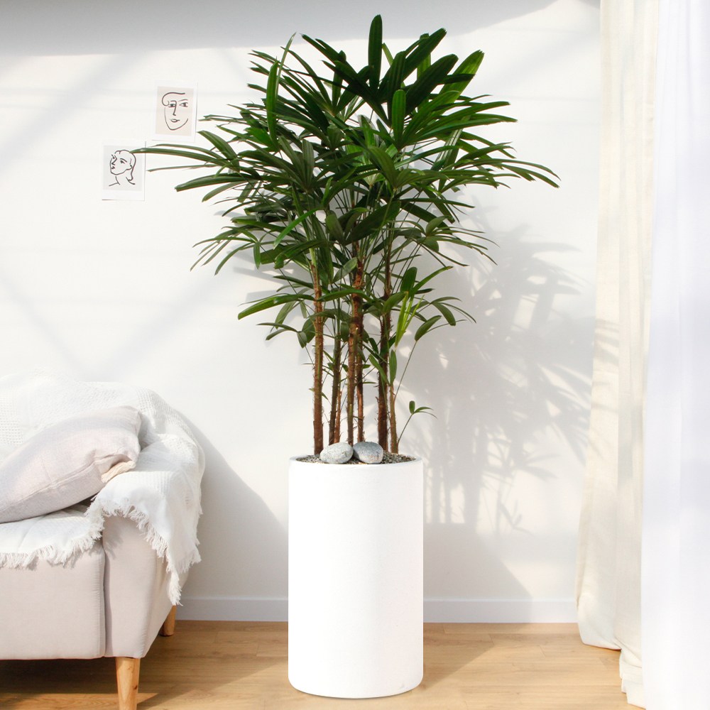 드셀플라워 관음죽 금전수 개업 화분 집들이 선물 승진 사무실 이전 병원 개원 식당 개업식 축하 화분 배달 당일배송 80.특대형_관음죽 흰색원형 경량화분 149,000원