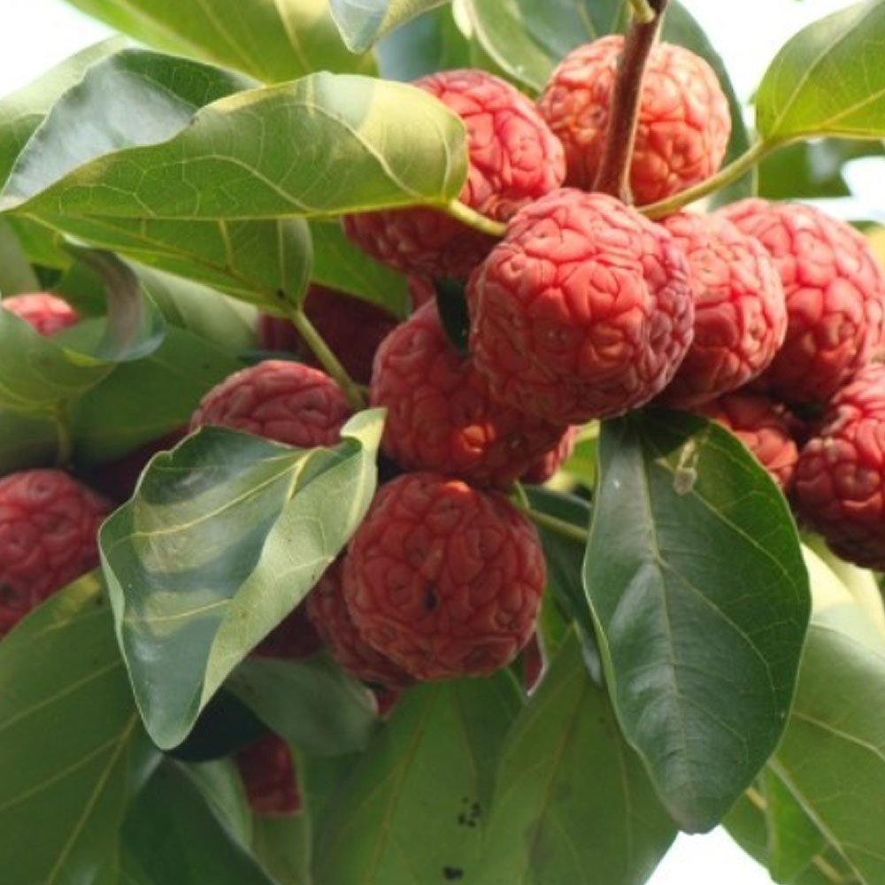 [경북농원] 접목꾸지뽕묘목 가시없는 뽕나무 접목2년생, 1개, 접목구지뽕 2년생 상묘 17,000원