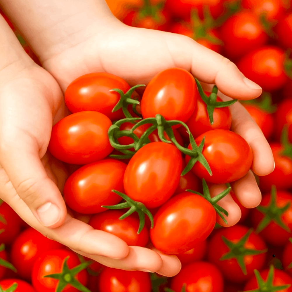 단단하고 신선한 대추 방울토마토 로얄과 13,370원