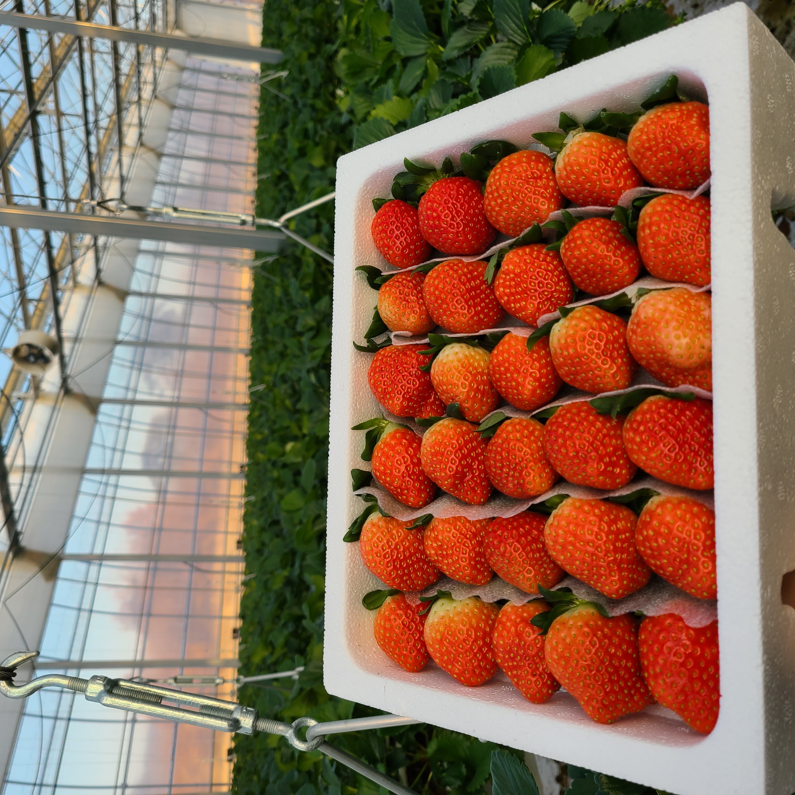 [농가직송][특과 선별] 지팜 국내산 프리미엄 싱싱한 제철 겨울 생딸기 논산 설향 딸기 산지직송 1팩, 특과, 350g, 700g 23,500원