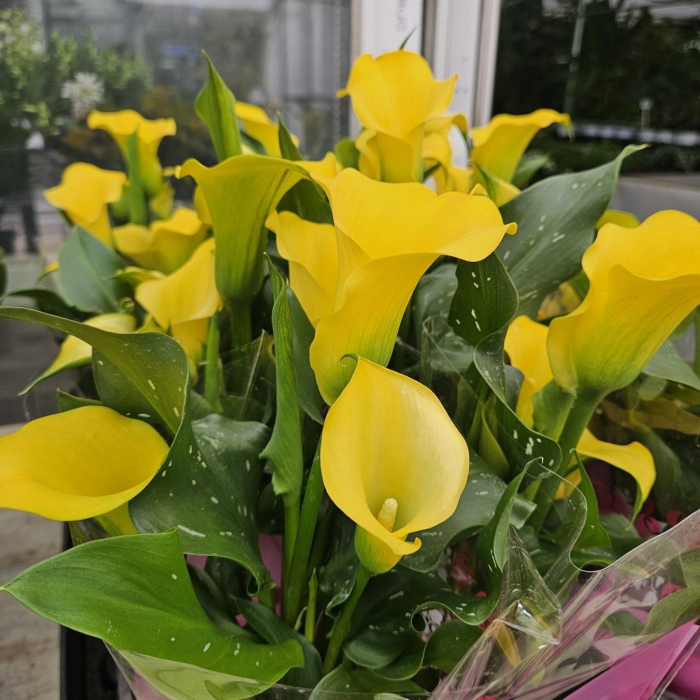 공기정화식물 구근식물 카라 노랑꽃 중품, 1개 20,000원