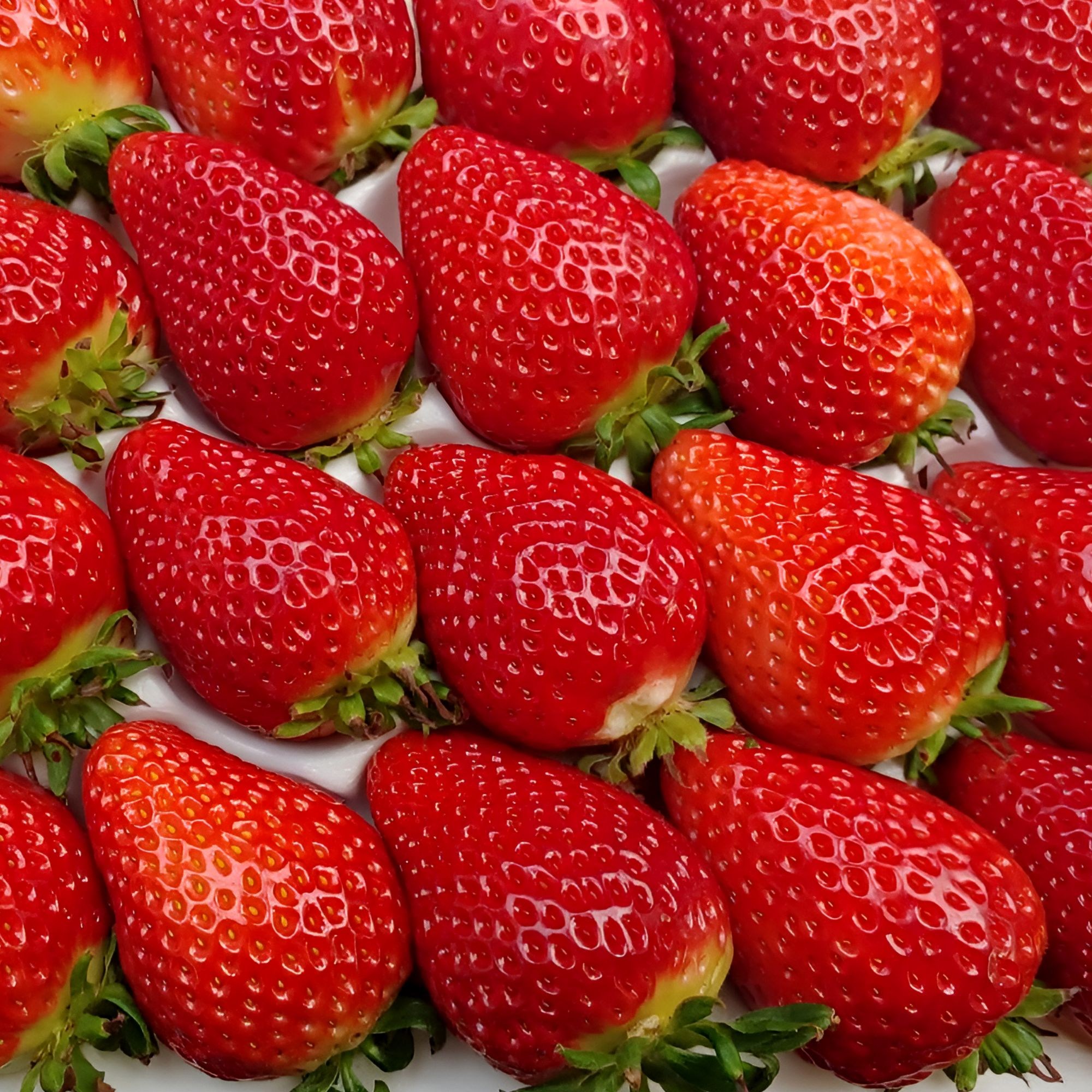 산지직송 설향 상 딸기 35구 당일수확 12브릭스 이상 고당도 프리미엄 난좌포장, 1개, 700g 14,600원