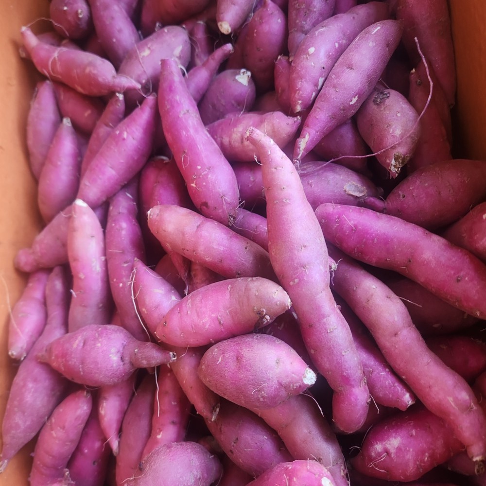 무농약 산지직송 정품 황토 토울고구마, 1개, 5kg (긴중/긴상 랜덤) 34,600원