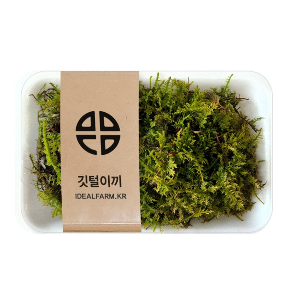 테라리움 비바리움 반려식물 깃털이끼 생이끼 관찰활동 음지식물, 1개 7,000원