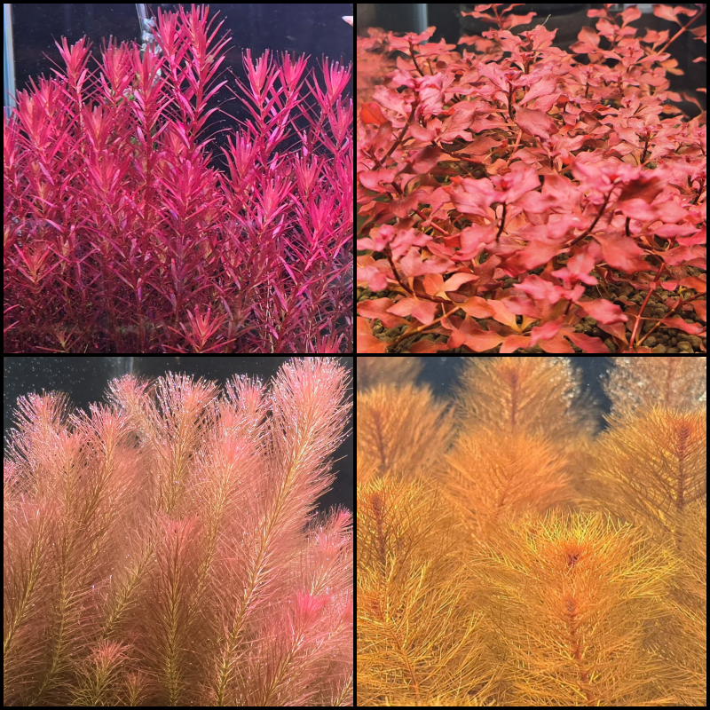 [강초] 붉은수초 4종 키우기 쉬운 블러드레드 슈퍼레드 왈리키 레드밀리오 초보용 수초세트 14,800원