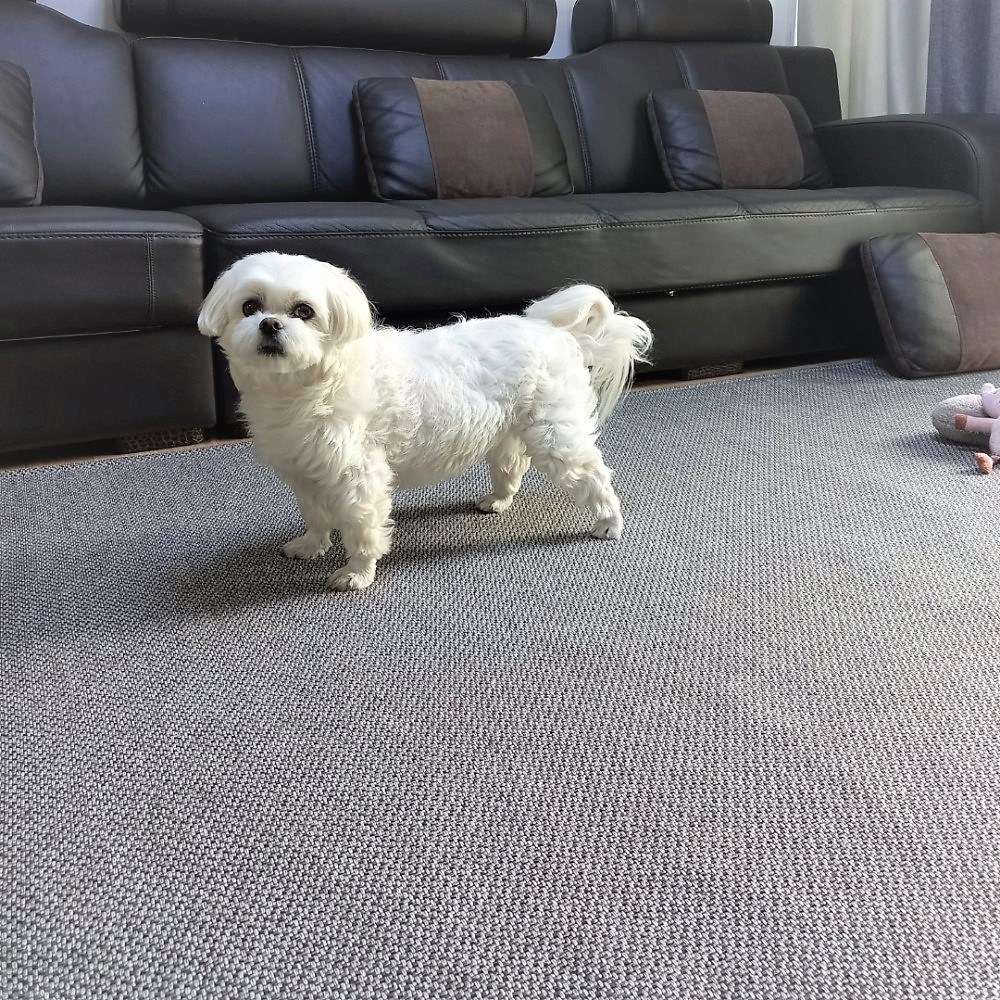 강아지 미끄럼방지 매트 국산 워셔블 먼지없는 사계절 거실 복도 러그형 애견매트 45,800원