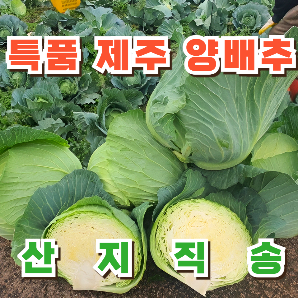 [타임특가] 달찌네 아삭달콤 특품 국내산 양배추, 1개, 5kg 16,900원
