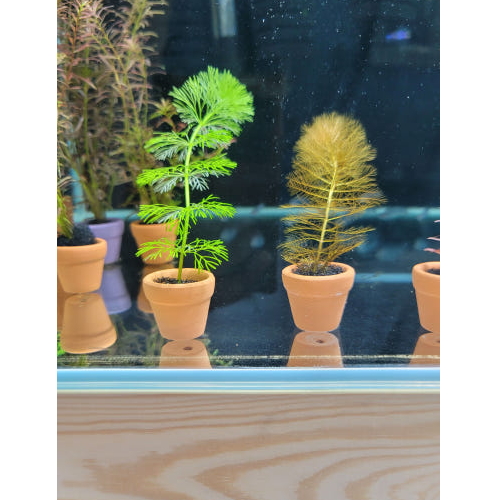 키우기쉬운 미니 포트수초/ 암브리아, 레드카붐바, 로탈라블러드레드 등 8종 3,500원