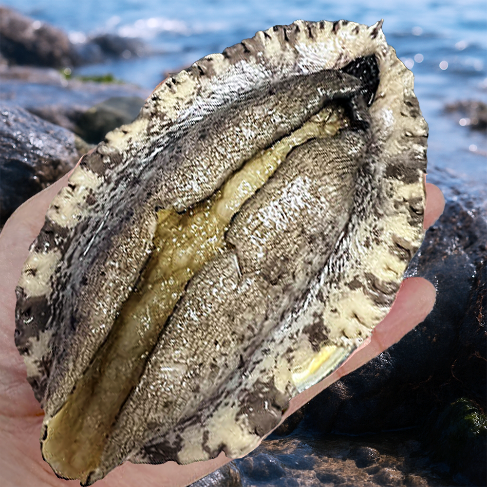 프리미엄 직거래 완도 활 전복 1kg, 1개, 특대사이즈 전복 9~10미 52,170원