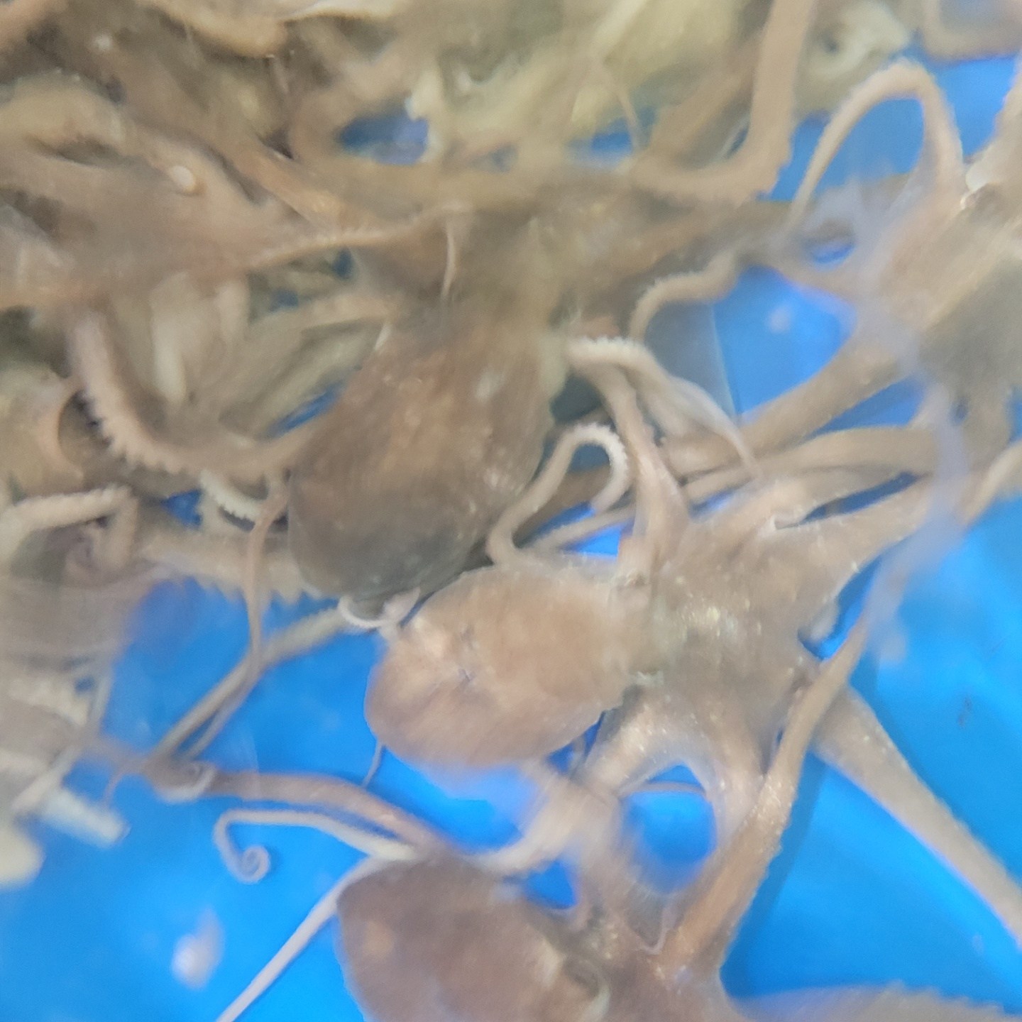 목포뻘낙지 중사이즈 10마리 평일3시이전 주문시 당일발송 다음날도착(공휴일제외), 10개 89,000원