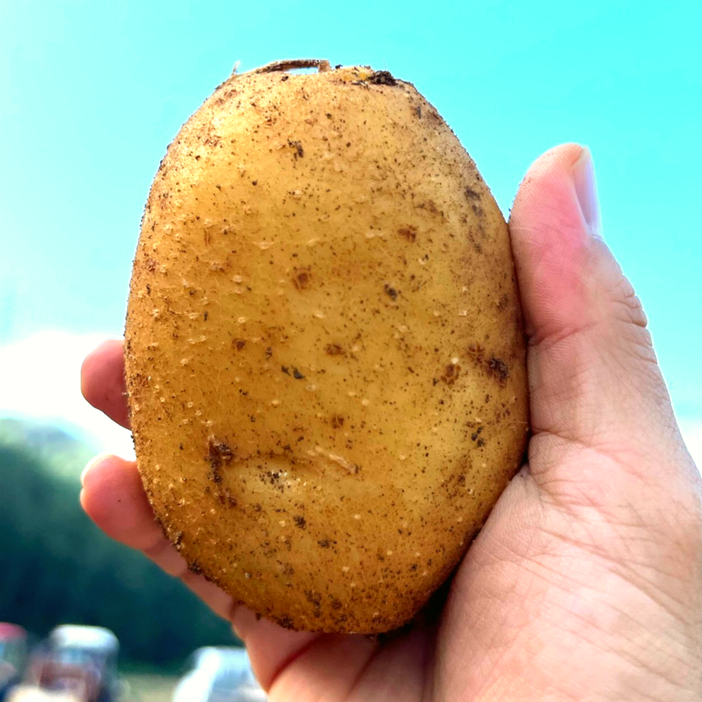 [농장직송] 최저가 국내산 햇감자 (대), 1개, 10kg (120~130알) 29,800원