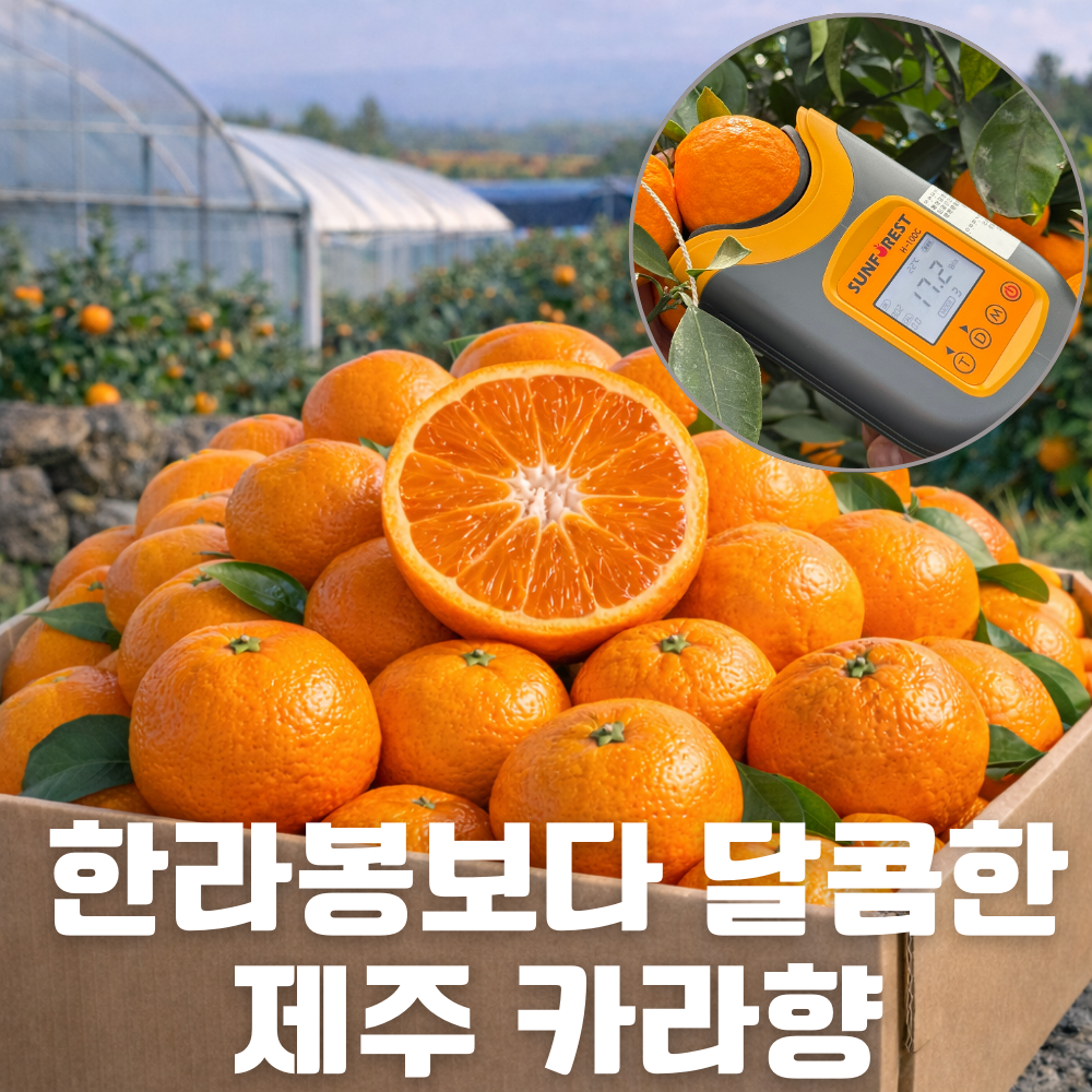 [재구매1위] 제주 카라향 고당도 프리미엄 제철 꿀 감귤 산지직송, 1박스, 제주 카라향 5kg [넉넉구성] 36,900원