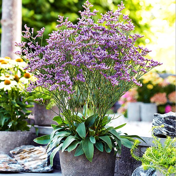 시베리안스타티스 (넓은잎 미스티블루 Misty Blue) 씨앗 소포장 대포장 선택, 1개, 대포장 600립 38,000원