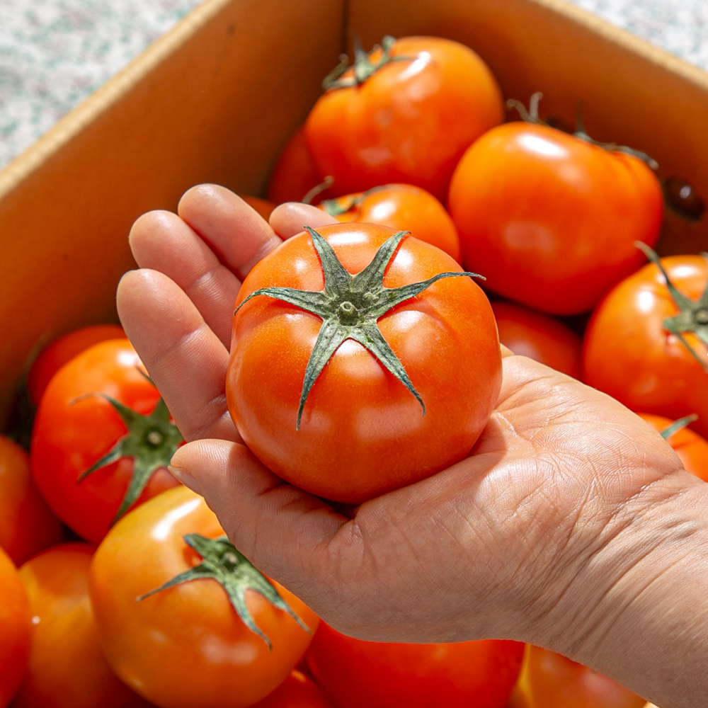 [프리미엄] 백화점납품용 고당도 완숙토마토 (1번과) 13,980원