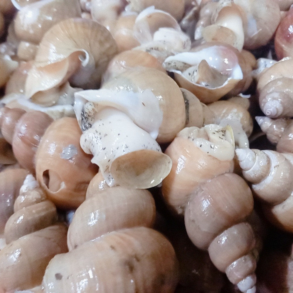 삼시세끼연구소 동해 자연산 백골뱅이 활골뱅이 생물 내장까지 녹진한 제철 최상품, 1박스, 1kg(소) 37,890원