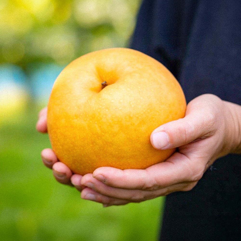 백화점 입점용 최상품 햇 나주 신고배, 1박스, 특품 15kg (16-20과) 110,500원