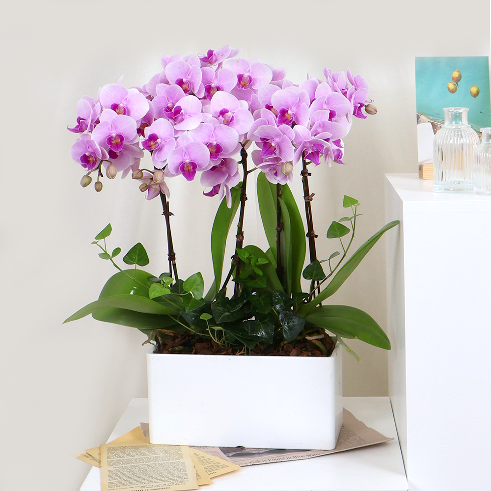 에코플라워 서양란 (사각분 레이 22x45) 전국당일배송 사진전송 승진 영전 인사이동 진급 취임 개업 당일배송 h-0494, 1개 76,000원