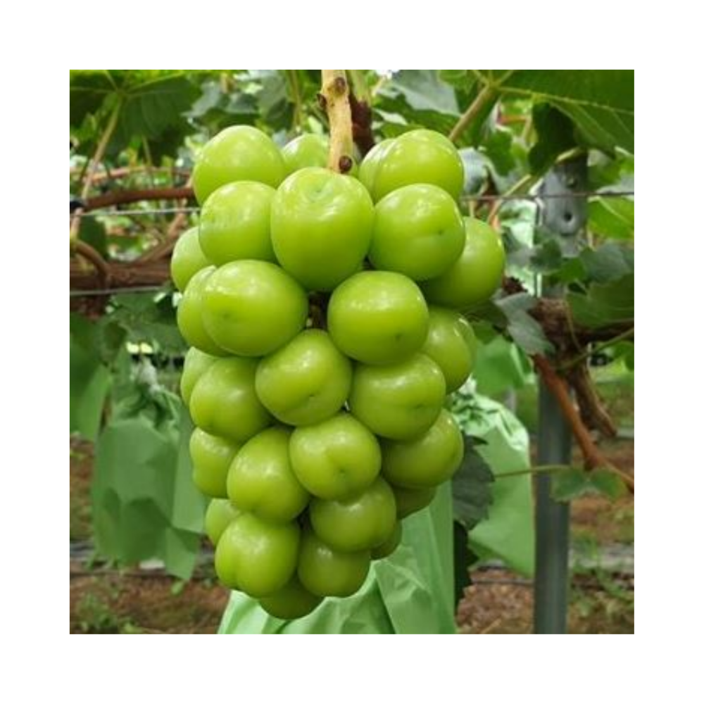 ( 경북 김천시 ) 프리미엄 고당도 샤인머스켓, 1개, 4kg ( 4 - 5수 ) 47,500원
