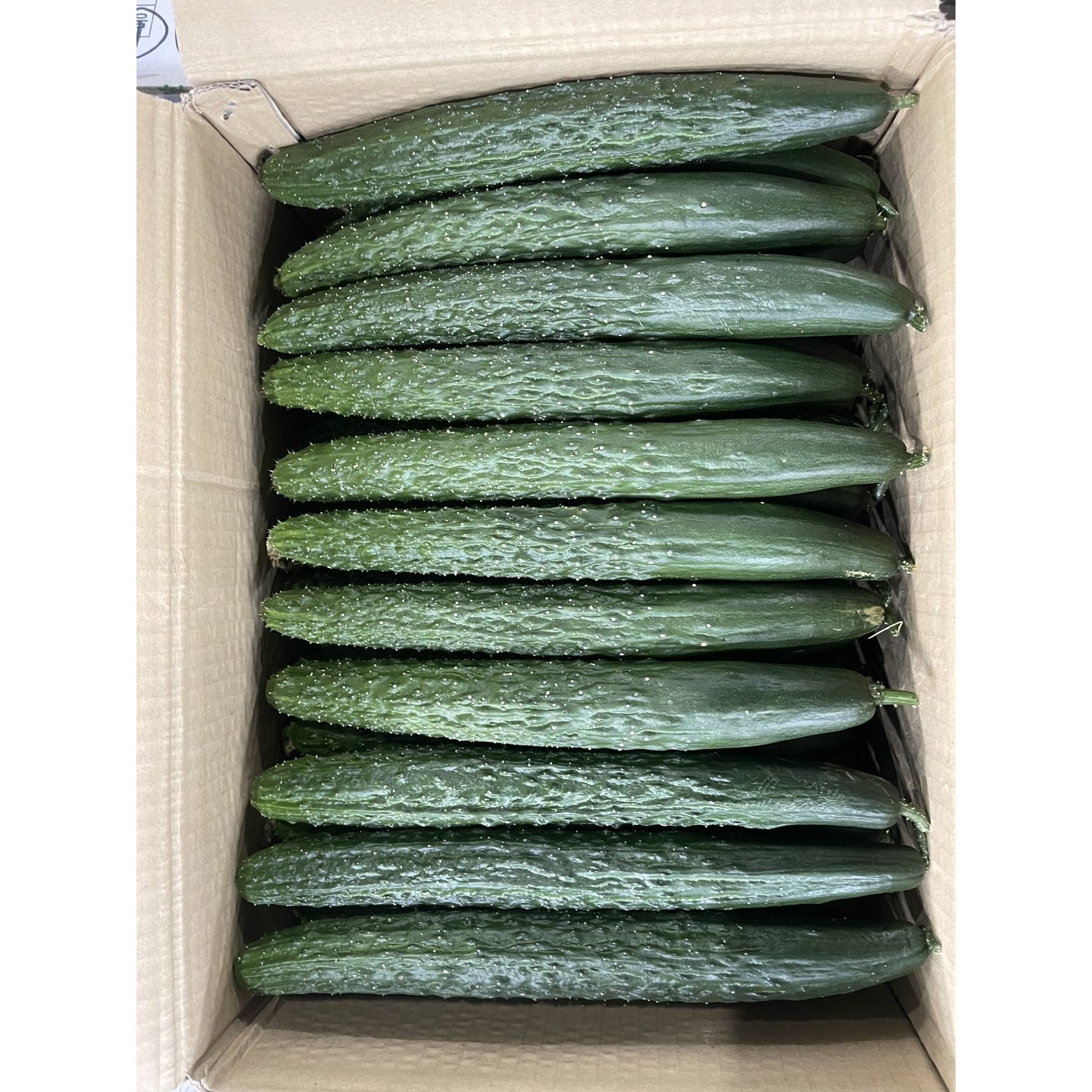 국내산 신선한 가시오이(특품) 3kg,5kg,10kg 9,900원