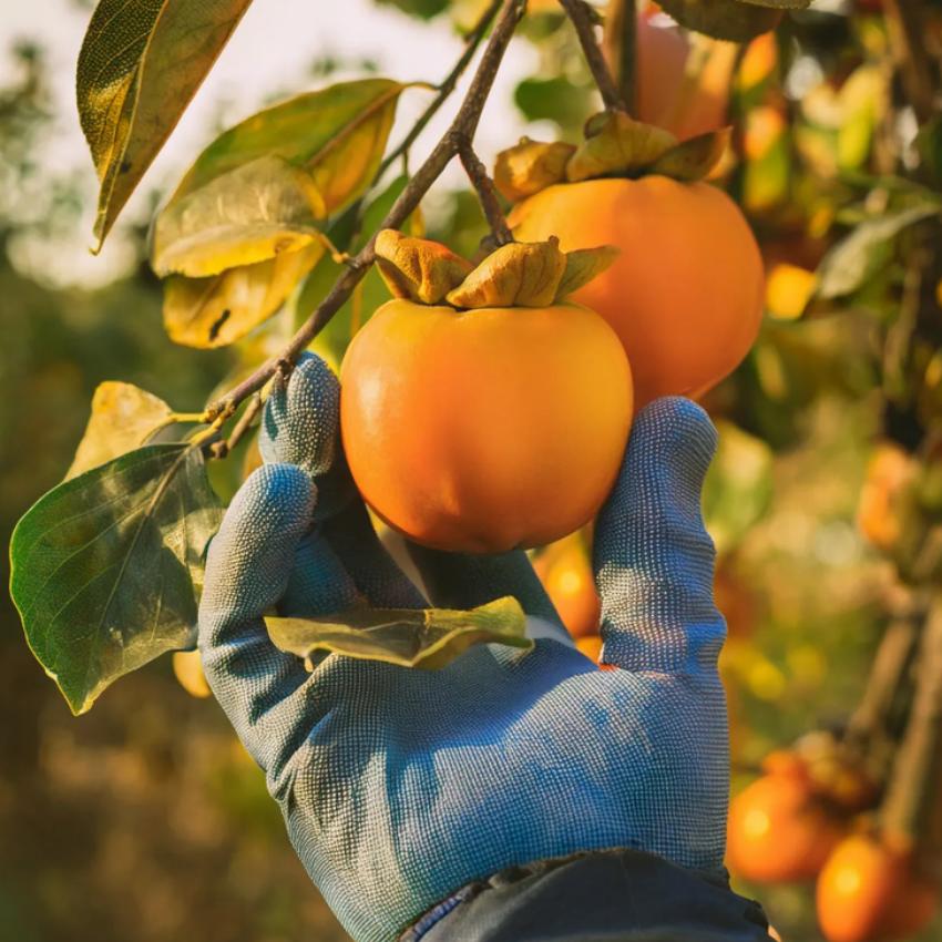 [농가직송] 진영 달달하고 아삭한 부유단감 고당도 5KG 22,900원