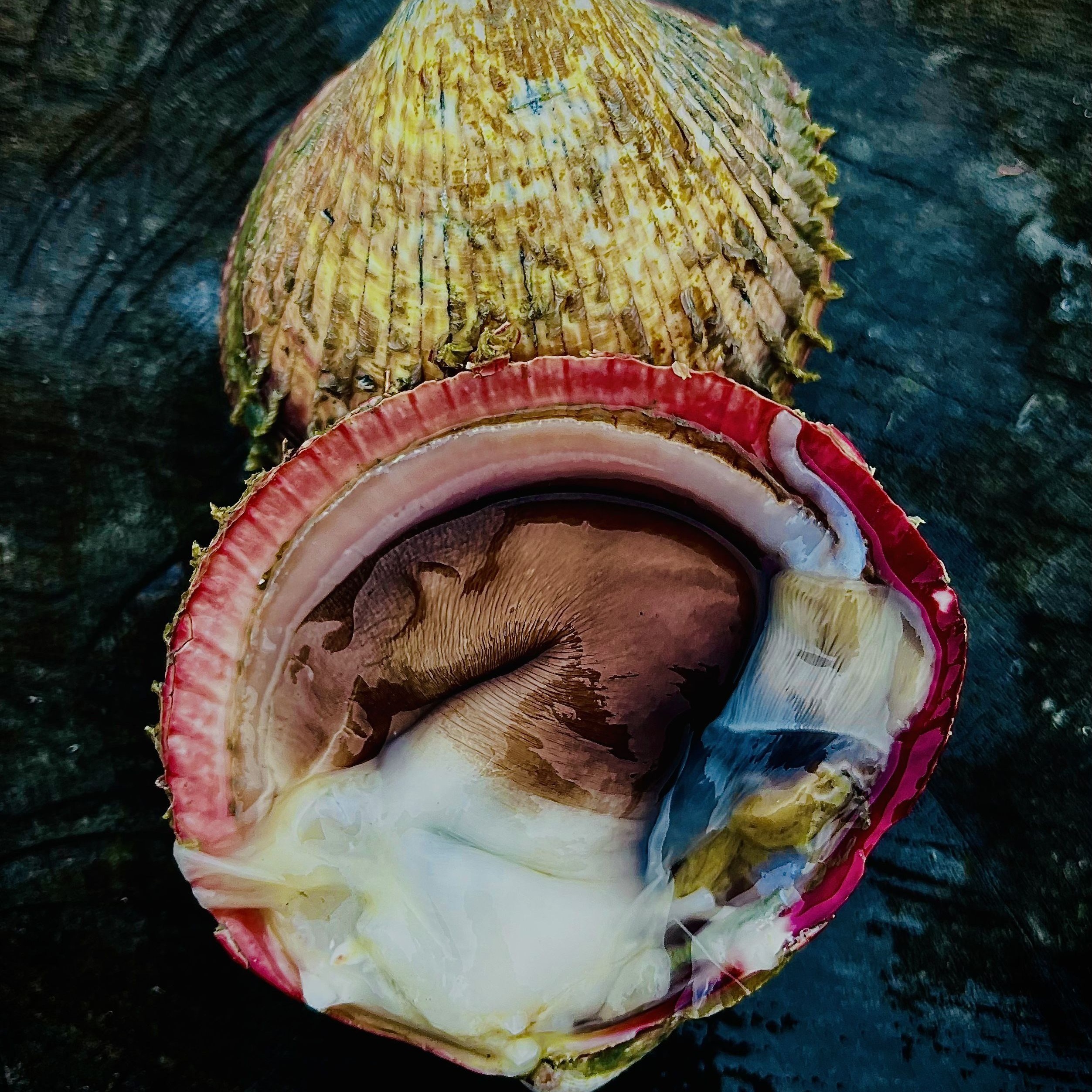 남해안 횟감,샤브샤브용 검정 손질 새조개 500g 25미 내외 77,700원