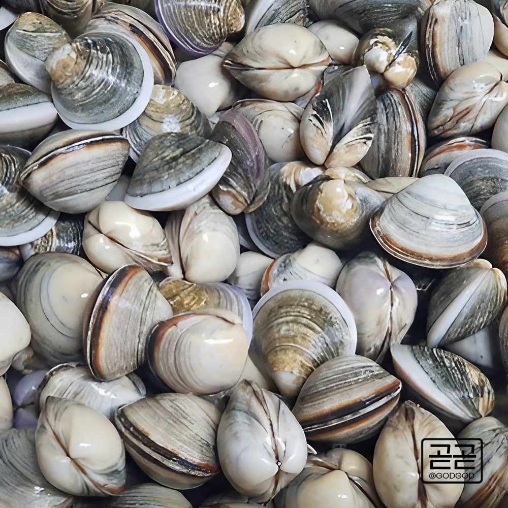 고창 동죽조개 서해안 제철 모시 물총 조개 1kg 3kg 5kg 7kg 10kg 해감완료 업소용 30,350원