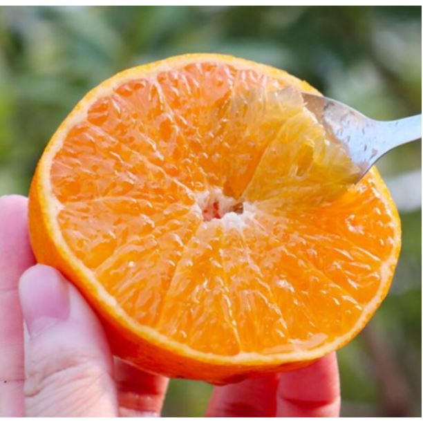 [15Brix이상] 초초특가 농장직송 햇꿀당도 제주감귤 31,990원