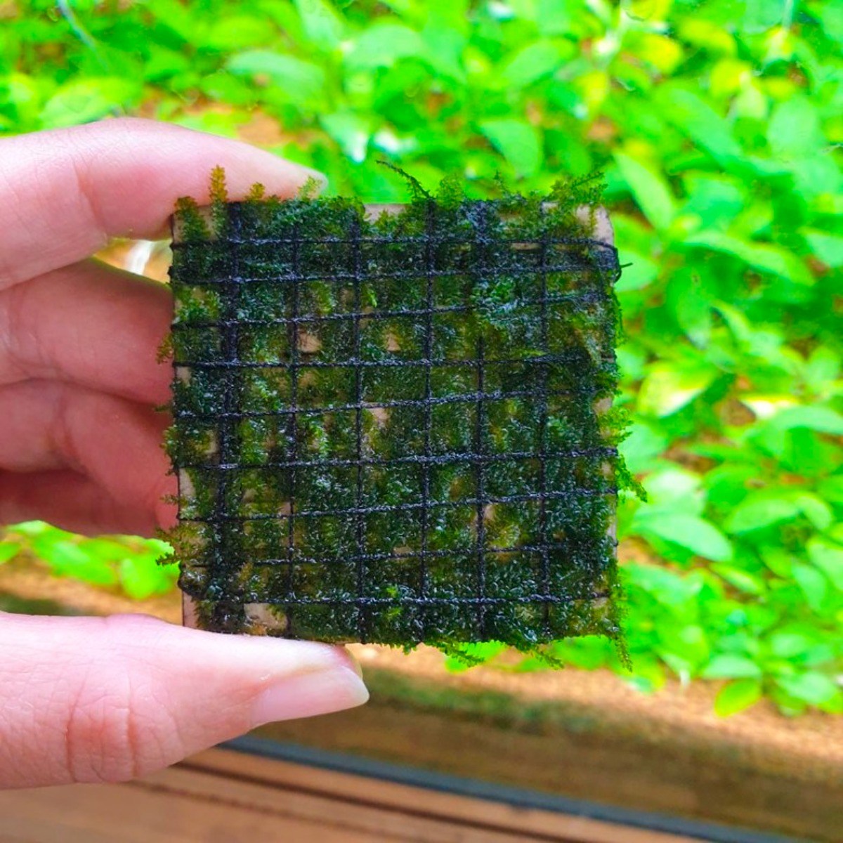 [수초몰] 삼각모스 (자와모스) 5cm X 5cm 활착판 /활착 모스 초보수초 음성수초 활착수초 활착모스 모스활착 피규어모스 화산석활착 구피 새우 수초맛집 피규어활착 피규어 모스볼 9,990원