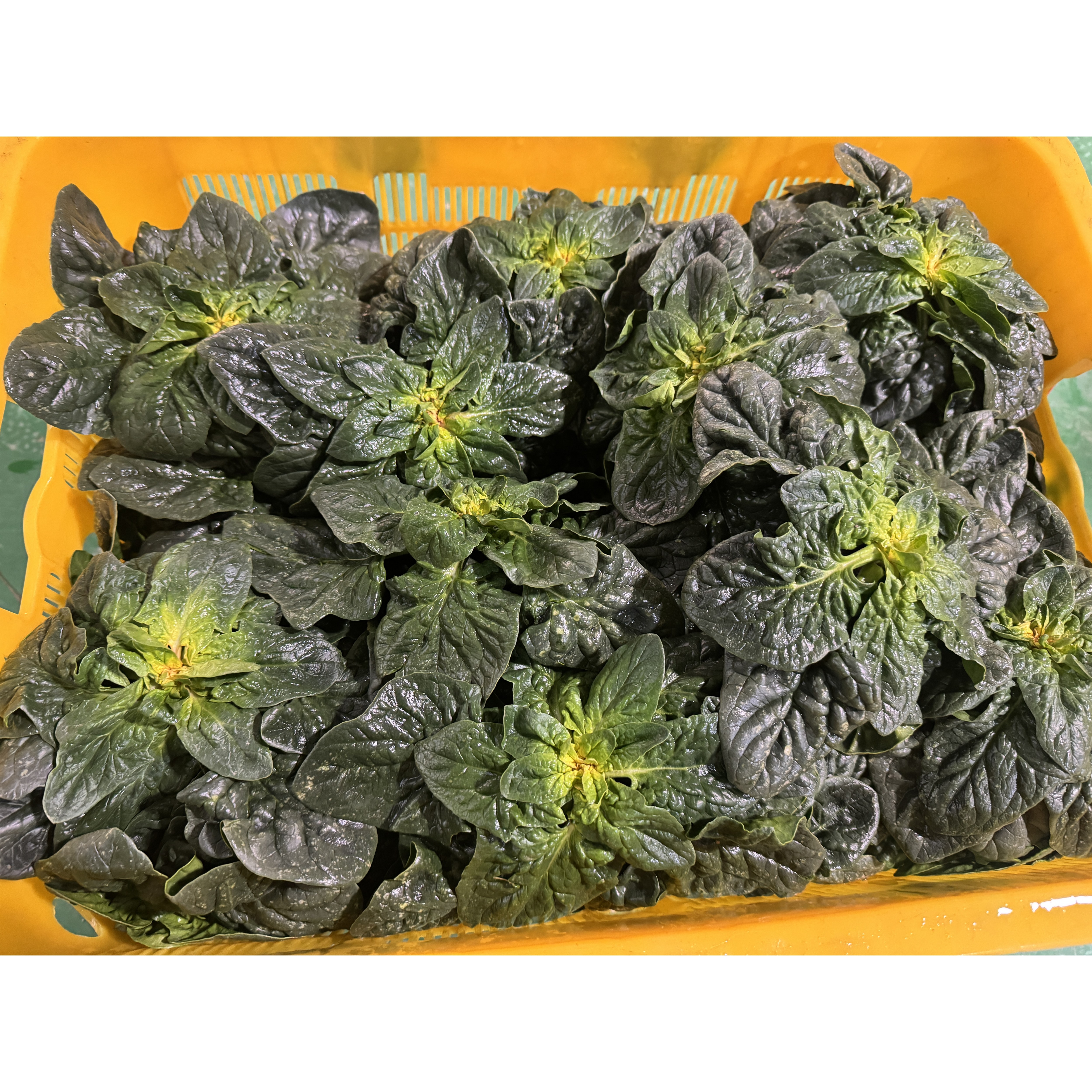 [당일재배 산지직송] 국산 시금치 섬시금치 해풍맞은 도초 신안 당일수확, 1개, 8kg 67,500원