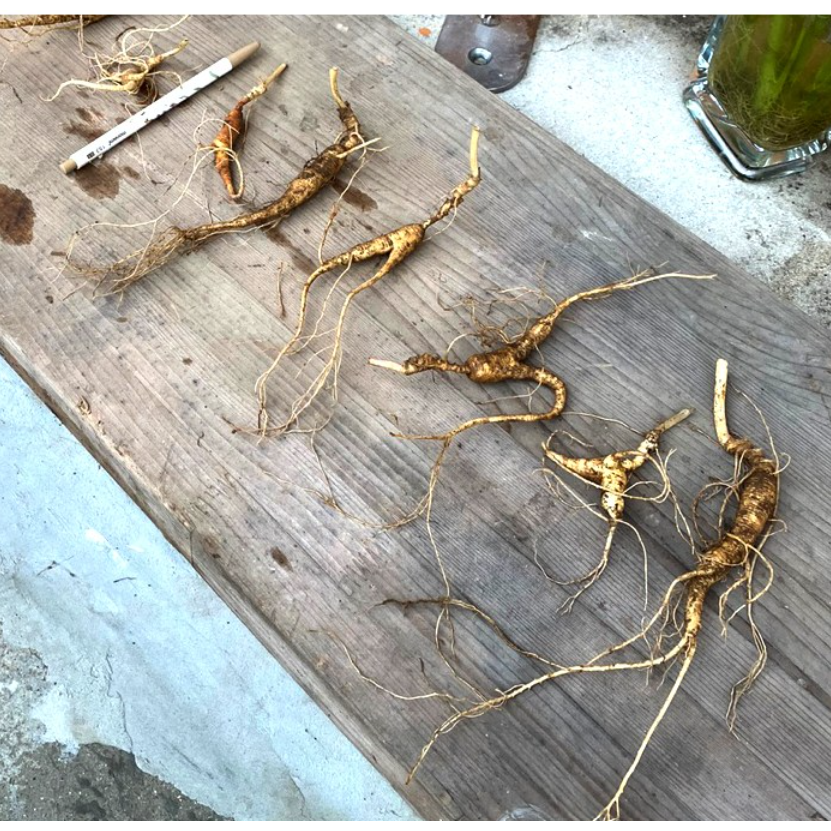 아리랑산양산삼 9-12년근 파삼 7뿌리 산삼 산양산삼 산양삼 부모님선물 자연산 산삼 황절삼 산양삼선물 건강증진 원기회복 자체재배관리 직접채심발송, 1개 100,000원