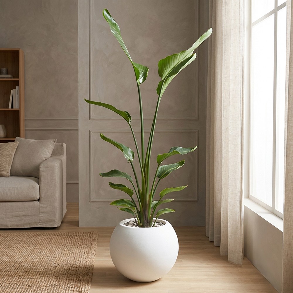 공기정화식물 대형 여인초 달항아리화분 카페식물 집들이선물 개업축하화분 153,000원