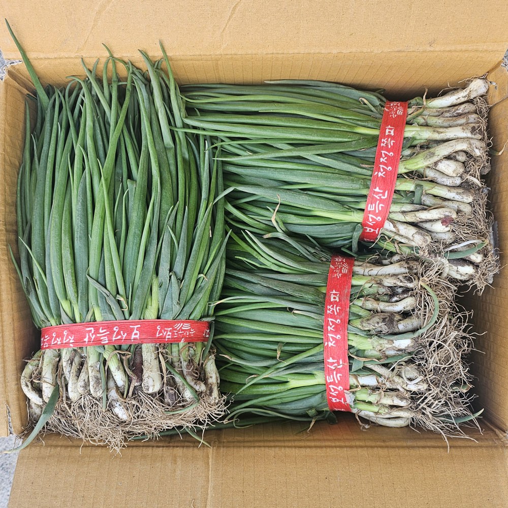클릭마켓 최상급 보성 흙쪽파 1단 잔파 실파, 1개, 1.4kg 16,800원