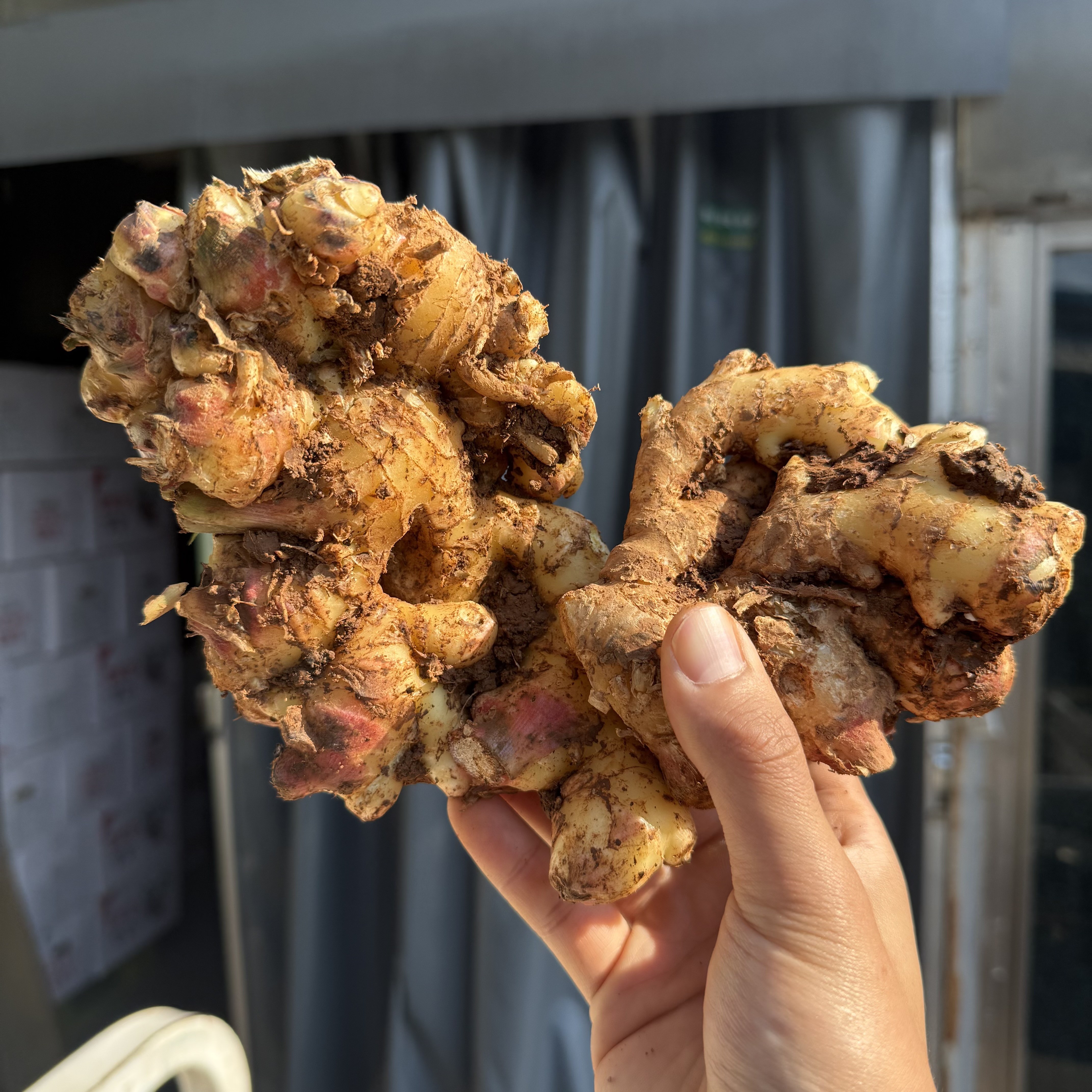 농진사 국내산 경북 황토 흙생강 최상급 78,900원