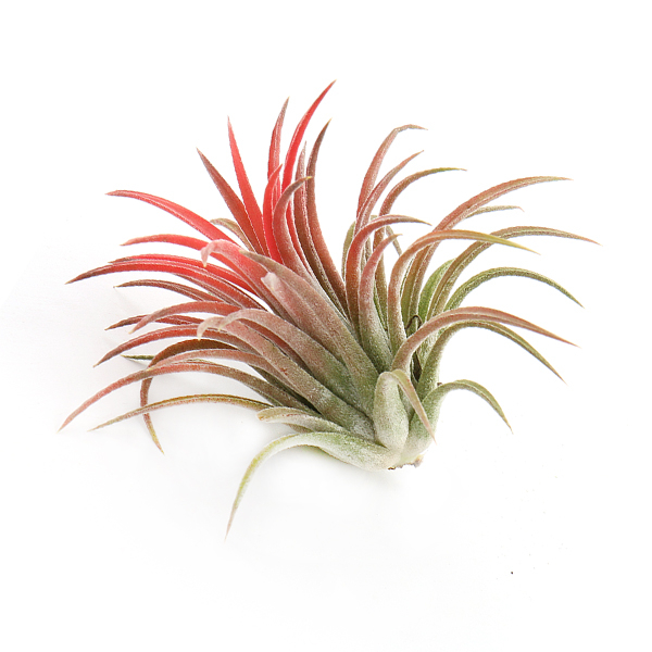 갑조네 이오난사 모음 틸란드시아 에어플랜트 공기정화식물 실내인테리어 식물 행잉플랜트, 1.이오난사(중), 1개 1,800원