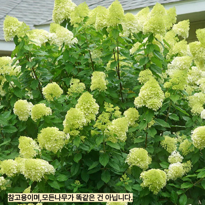 라임라이트 수국나무 대품 개화주 화분묘 유럽정원 목수국 노지월동 가능 (목하원예조경), 1개 20,000원