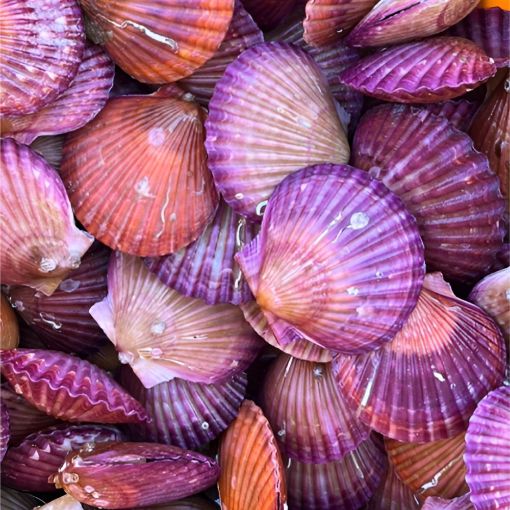 쪼이수산 산지직송 최상급 선별 손세척 고성 홍가리비 24,700원