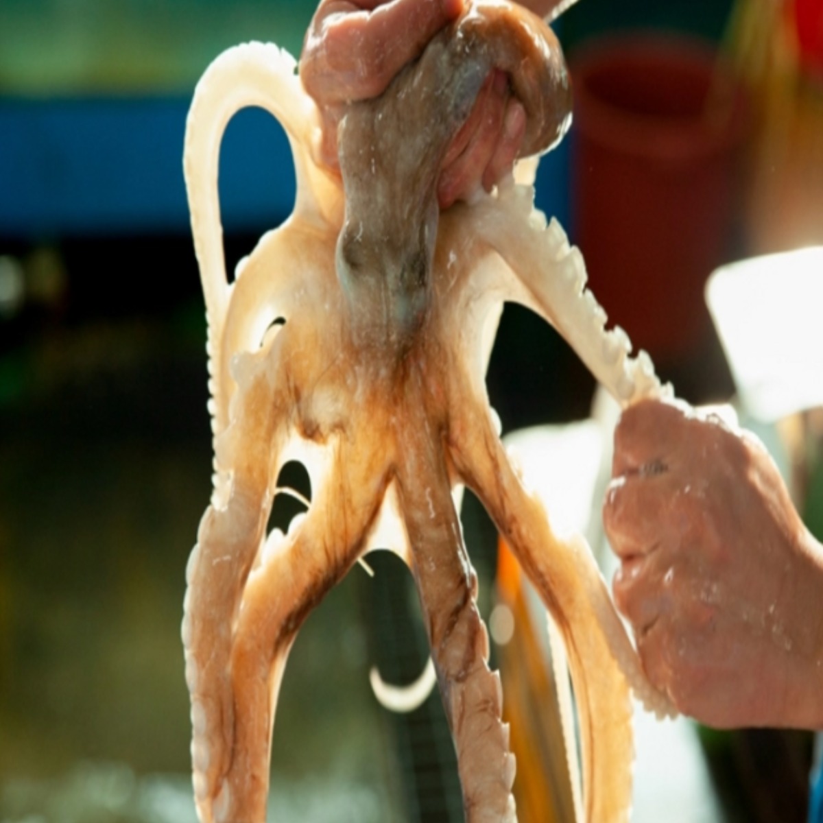 낙지 목포낙지 뻘낙지 산낙지 낚지 산소포장 [당일조업/당일발송], 5개, 대낙직 200g 내외 110,000원