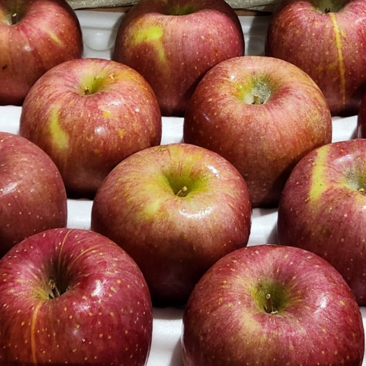 단단한 고당도 햇 사과 경북 청송 (당도선별) 산지직송 2kg 3kg 5kg 10kg, 1박스, 가정용 특대과 5kg 36,800원