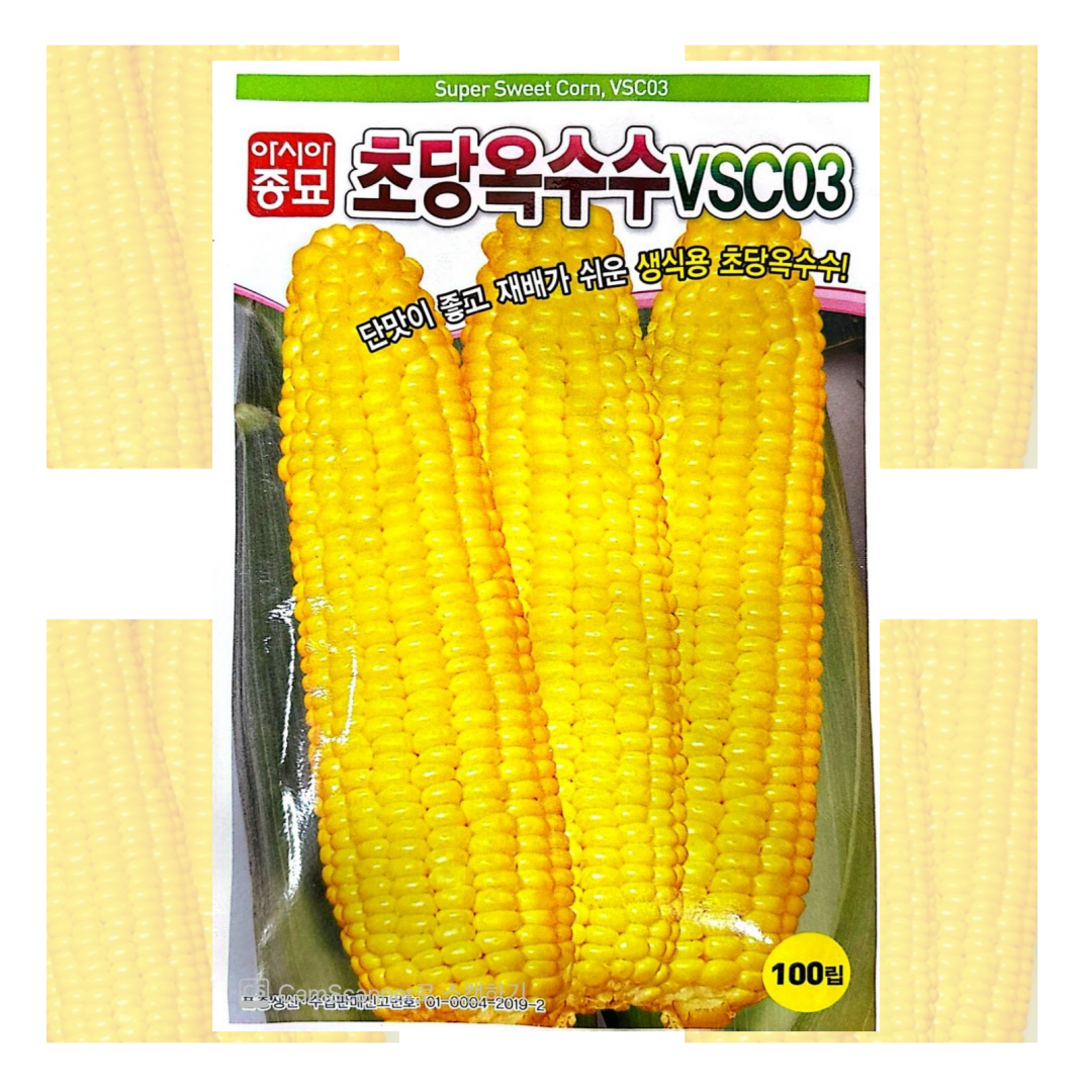 초당옥수수 씨앗 70립 [26년포장] 초당 옥수수 종자, 흑찰옥수수(80립/흑찰), 1개 3,900원