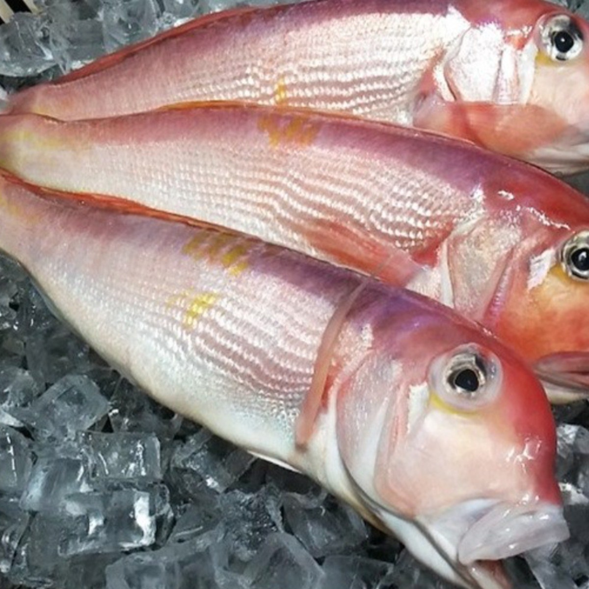 제주제일옥돔 제주옥돔 특대 3마리 6마리 9마리 옥돔 반건조옥돔 선물포장 부직포가방, 1세트, 특대2kg(6마리), 현재가 165,000원